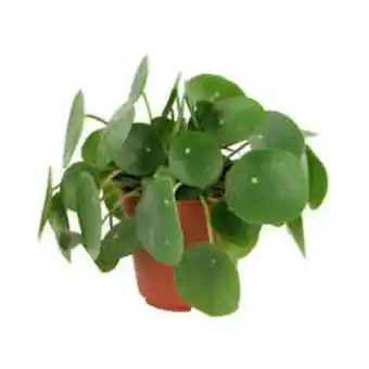 Pilea peperomioides : pot diamètre 12 cm