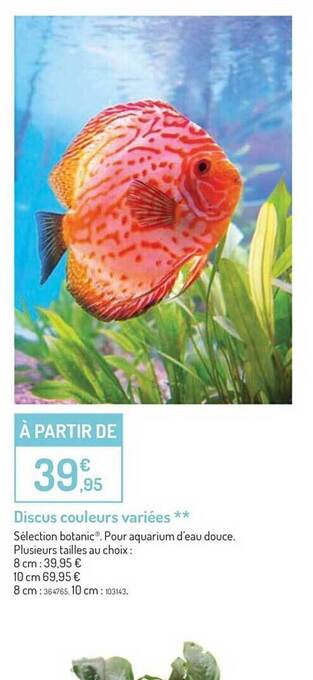 Discus couleurs variées