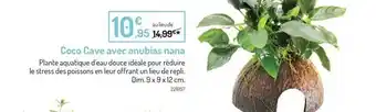 Coco cave avec anubias nana