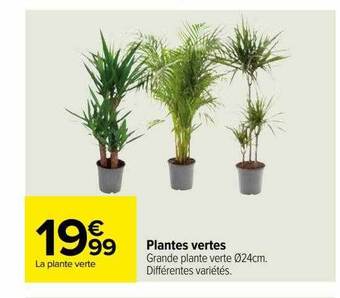 Carrefour Plantes vertes offre