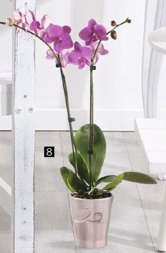 Géant Casino Phalaenopsis 2 Tiges offre