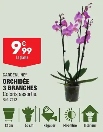 ALDI Orchidée 3 branches GARDENLINE offre