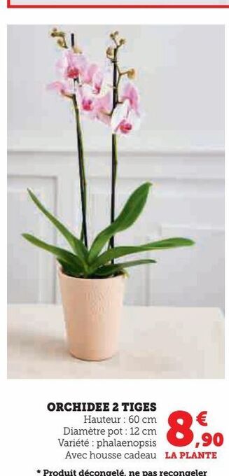 Super U Orchidee 2 tiges offre