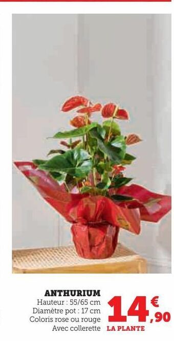 Super U Anthurium offre