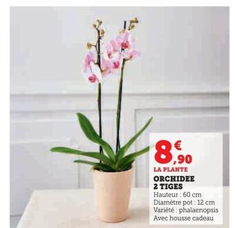 Hyper U Orchidée 2 tiges offre