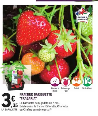 E.Leclerc Jardi Fraisier gariguette "FRAGARIA" offre