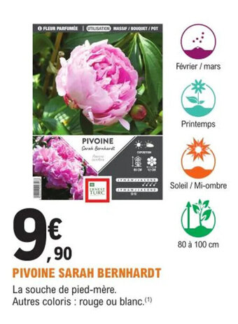 E.Leclerc Jardi Pivoine sarah bernhardt offre