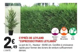 E.Leclerc Jardi Cyprès de leyland "cupressocyparis leylandii" offre