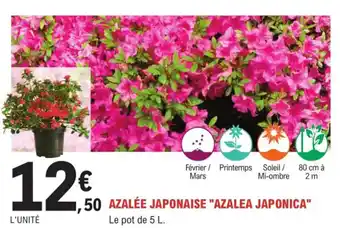 E.Leclerc Jardi Azalée japonaise "azalea japonica" offre