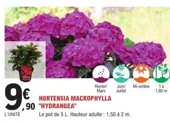 E.Leclerc Jardi Hortensia macrophylla "hydrangea" offre
