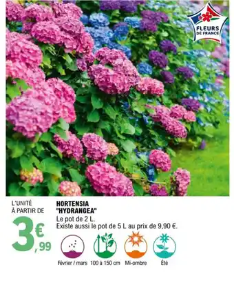 E.Leclerc Hortensia Hydrangea offre