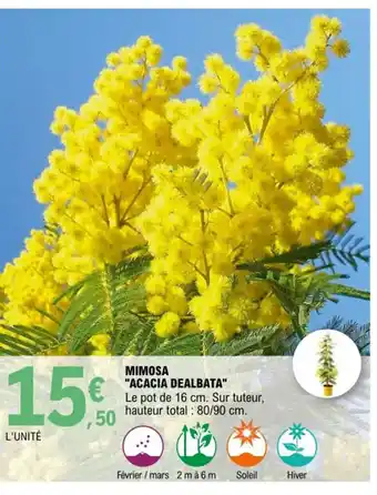 E.Leclerc Mimosa Acacia Dealbata offre
