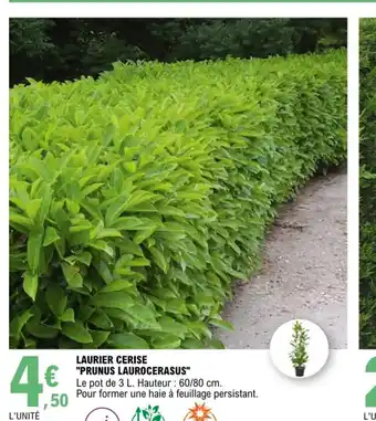 E.Leclerc Laurier Cerise Prunus Laurocerasus offre