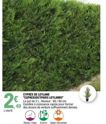 Cypres de Leyland Cupressocyparis Leylandii