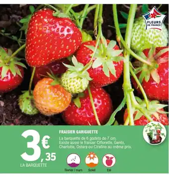 Fraisier Gariguette