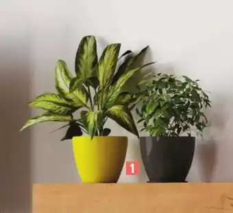 E.Leclerc Jardi Plante Verte offre