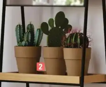 E.Leclerc Jardi Cactus offre
