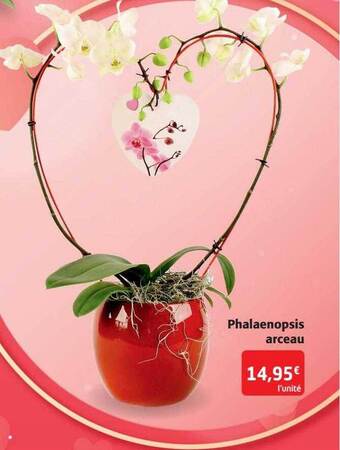 Phalaenopsis arceau
