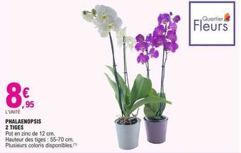 E.Leclerc Phalaenopsis 2 tiges offre