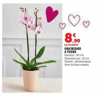 Hyper U Orchidée 2 tiges offre