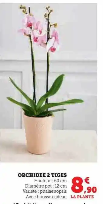 Super U Orchidée 2 tiges offre