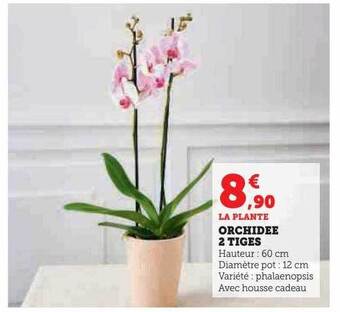 U Express Orchidée 2 tiges offre