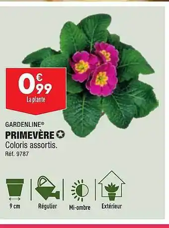 Primevère gardenline