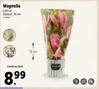 Lidl Fleurs offre