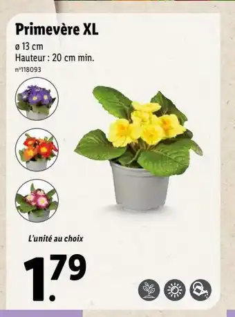 Lidl Fleurs offre