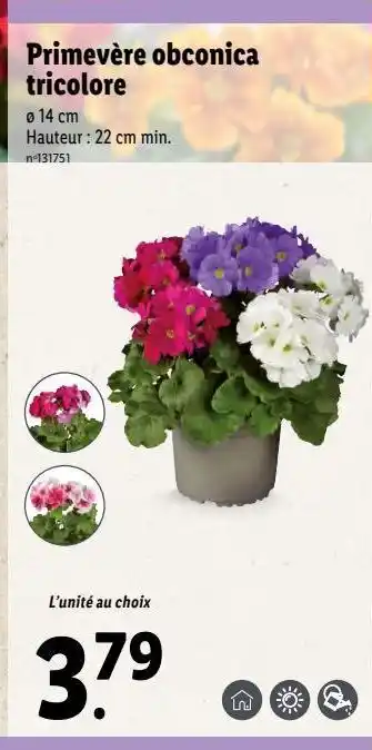 Lidl Fleurs offre