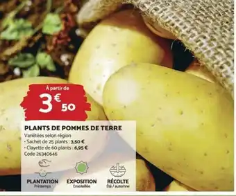 Bricomarché Plants De Pommes De Terre offre