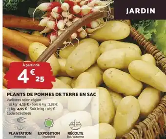 Plants De Pommes De Terre En sac