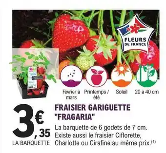 E.Leclerc Jardi Fraisier gariguette offre
