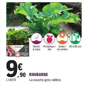 Rhubarbe