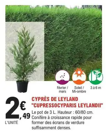 E.Leclerc Jardi Cyprès de leyland offre