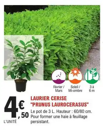 E.Leclerc Jardi Laurier cerise offre