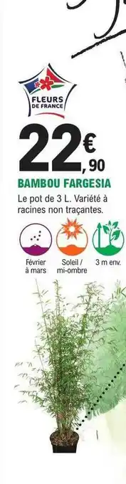 E.Leclerc Jardi Bambou fargesia offre