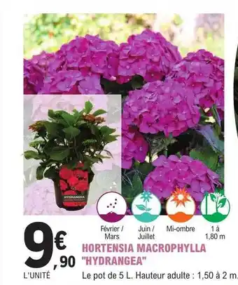 E.Leclerc Jardi Hortensia macrophylla offre