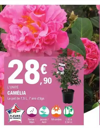 E.Leclerc Jardi Camélia offre
