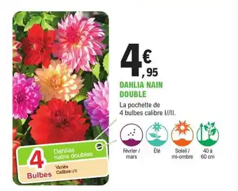 Dahlia nain double