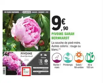 Pivoine sarah bernhardt