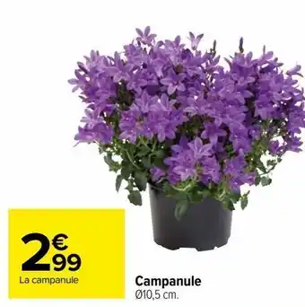 Carrefour Campanule offre
