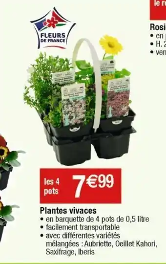 Cora x Carrefour Plantes vivaces offre