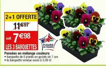 Cora x Carrefour Pensées en mélange couleurs offre