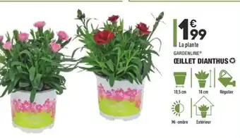 ALDI œillet Dianthus offre