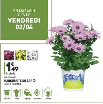 ALDI Marguerite du Cap offre