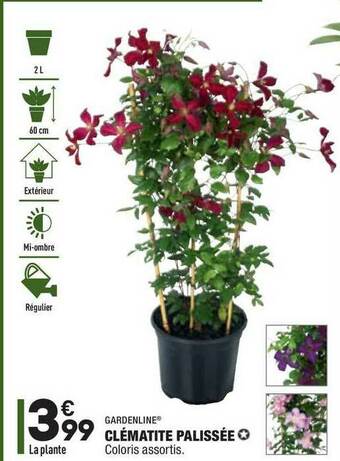 ALDI Clématite Palissée Gardenline offre