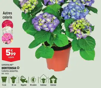 ALDI Hortensia GARDENLINE offre