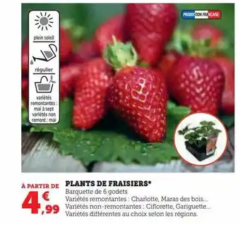 Hyper U Plants de fraisiers offre