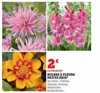 Hyper U Bulbes à fleurs petits prix offre